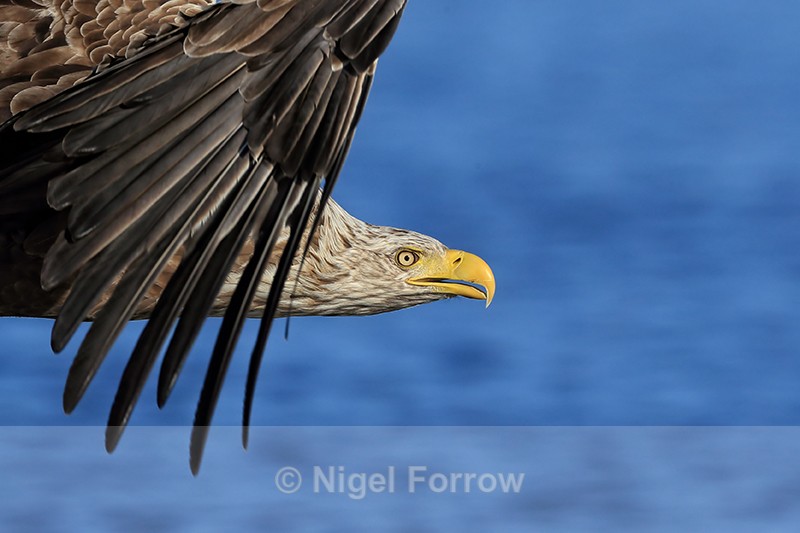 White-tailed Sea-Eagle head close view in flight, Norway - White-tailed Sea-Eagle