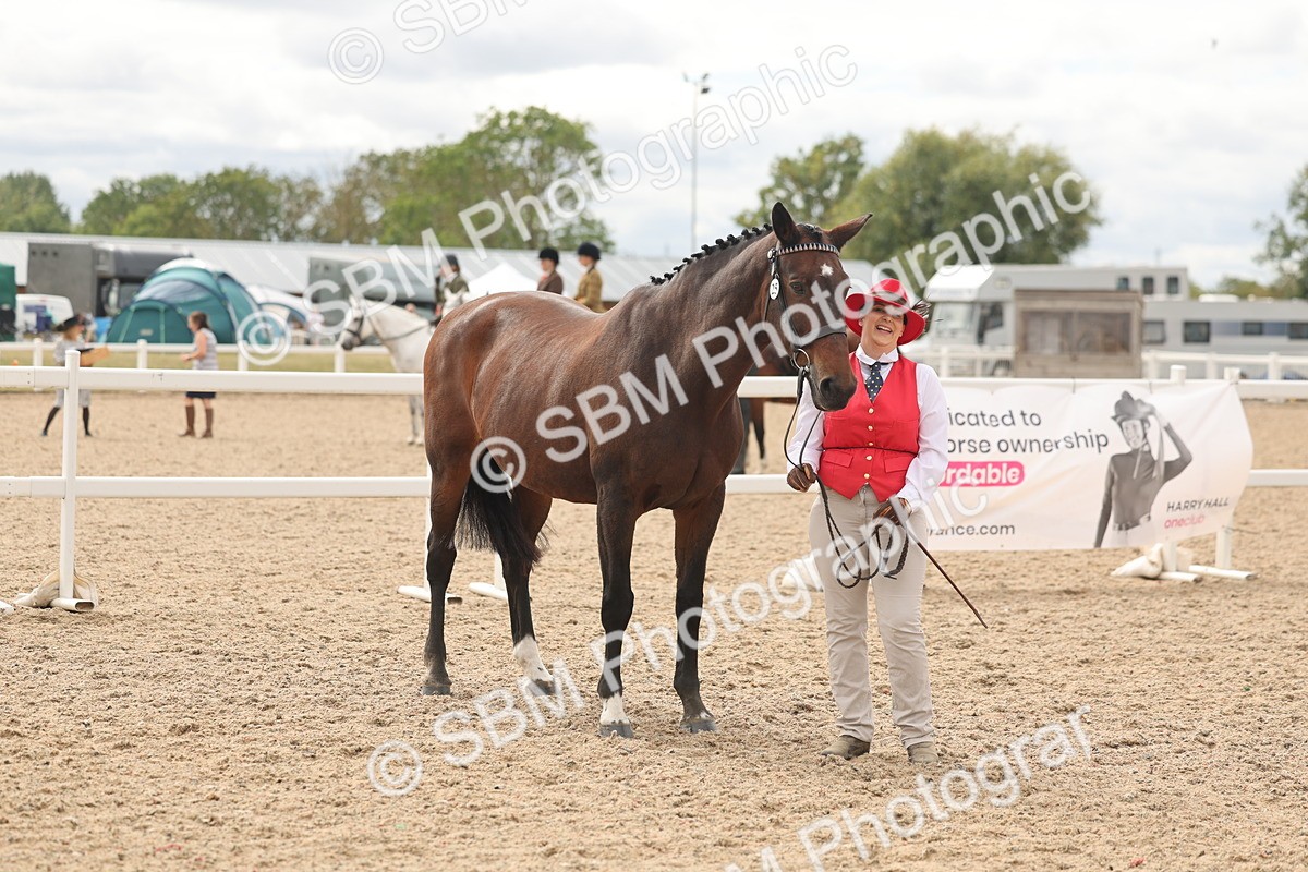 SBM_16983 - Class 312 - IH Competition Horse-Pony