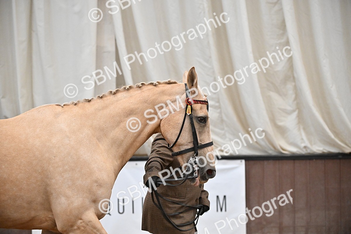 EB7_8391 - Class 3 - In Hand Foreign Breeds & Warmbloods