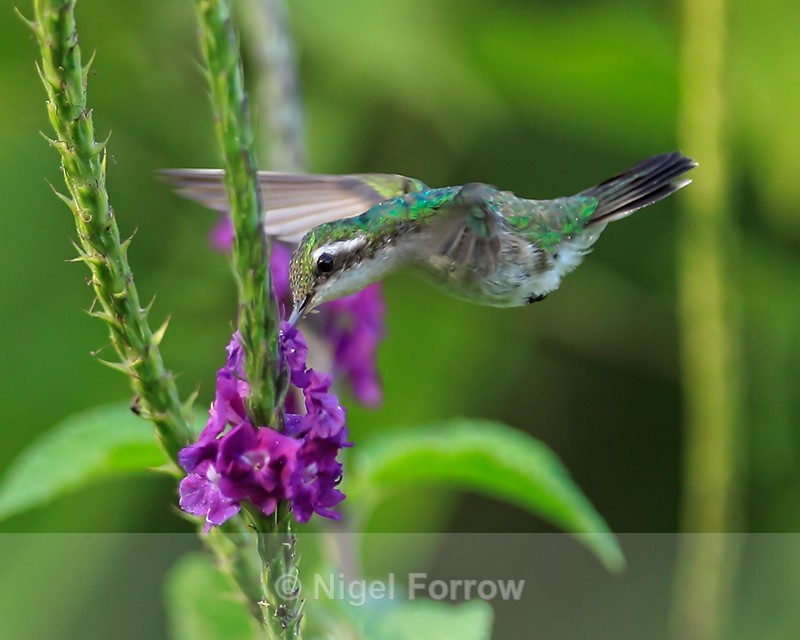 Canivet's Emerald (female) feeding, Costa Rica - Canivet's Emerald