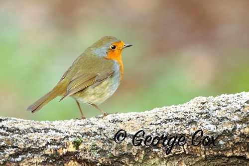 Robin on a Frosty log