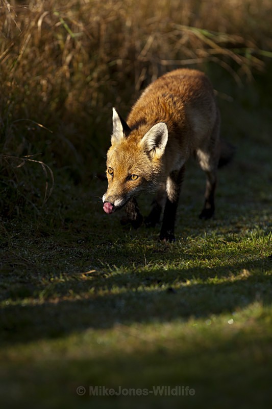 RED FOX 10 - THE RED FOX PORTFOLIO No 1