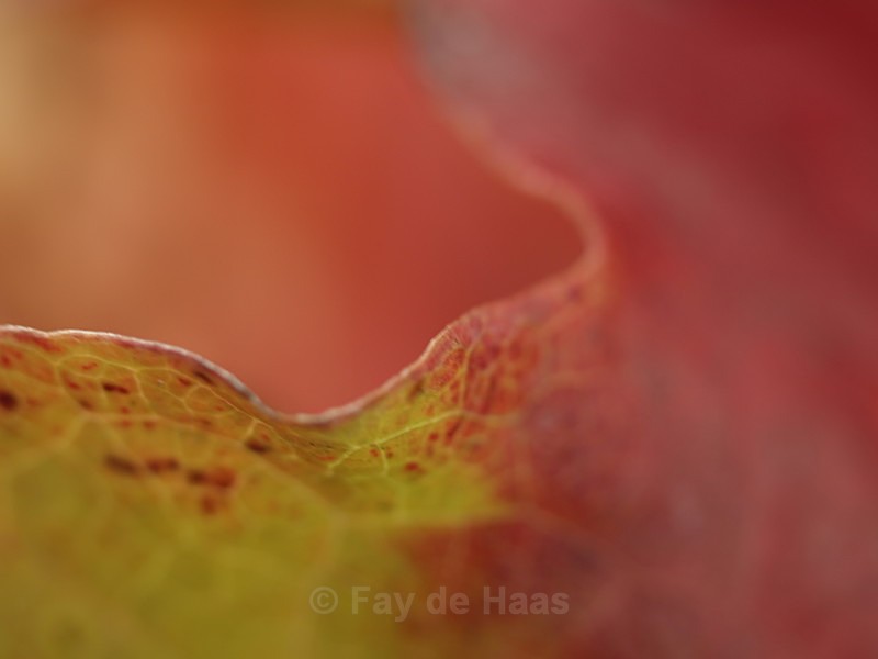  - Autumn Leaves