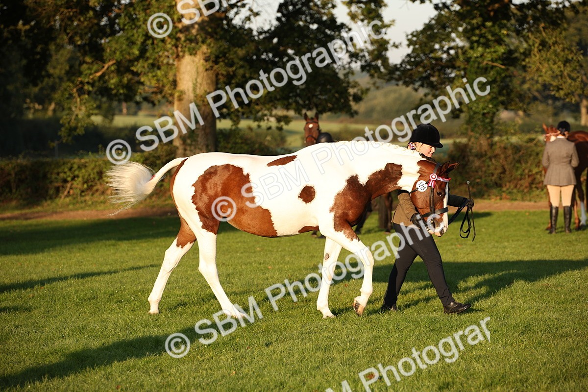 SBM_56860 - S49 - Riding Horse & Hack & Thoroughbred In Hand