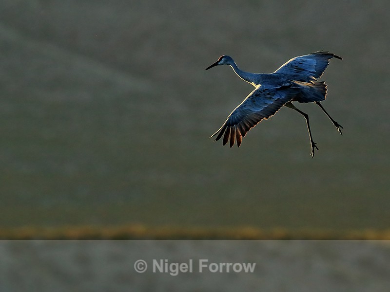 Sandhill Crane gliding late afternoon, Bosque del Apache, New Mexico - Sandhill Crane