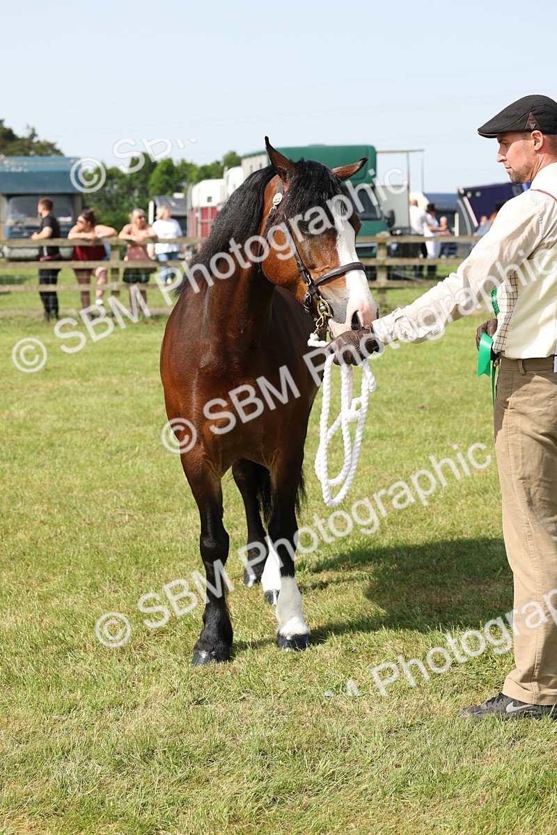 SBM_02167 - Class 6-13 - Mountatin and Moorland In Hand Welsh Breeds