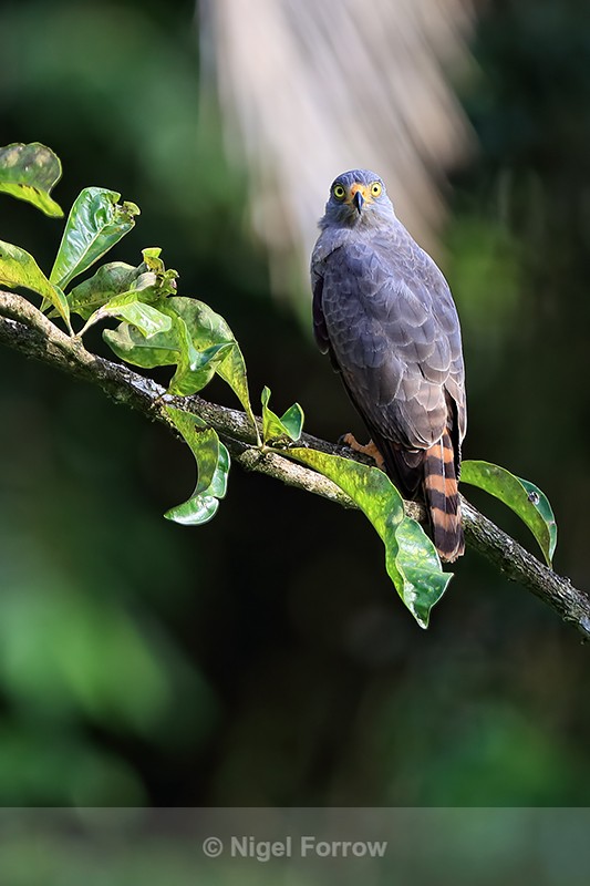 Roadside Hawk perched, Playa Cativo Lodge, Costa Rica - Roadside Hawk