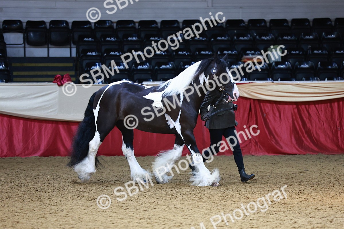 SBM_23083 - Class 903 - Supreme Final - IH Pre Vet
