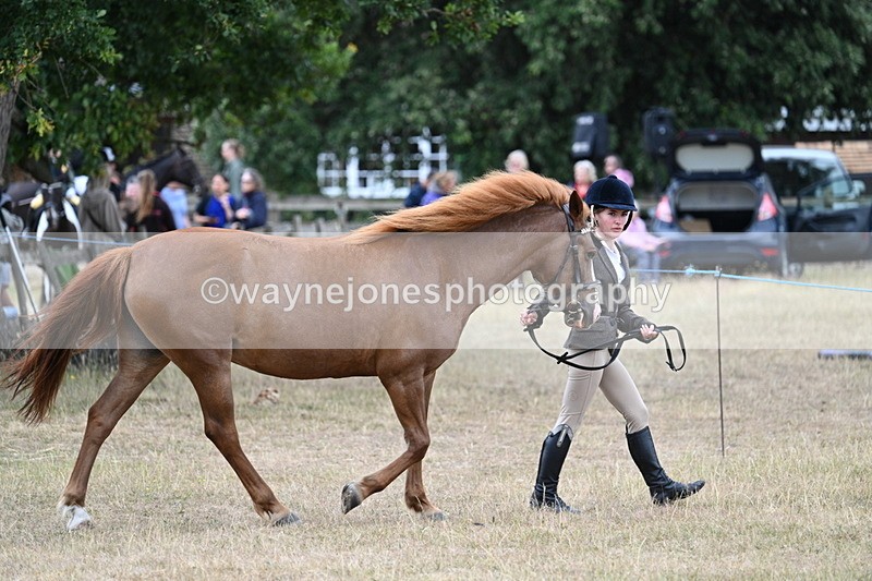WJ7_8181 - Class 4 Prettiest Mare up to 14.2hh