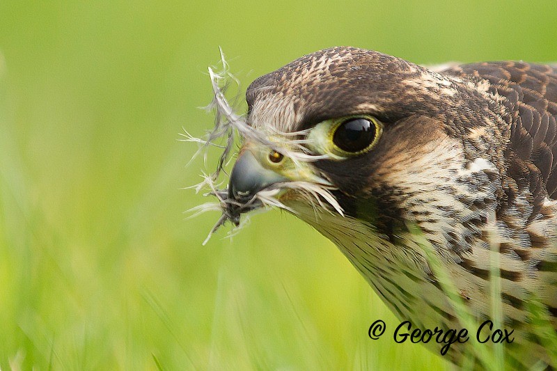 Peregrine Plucking Prey - Birds of Prey