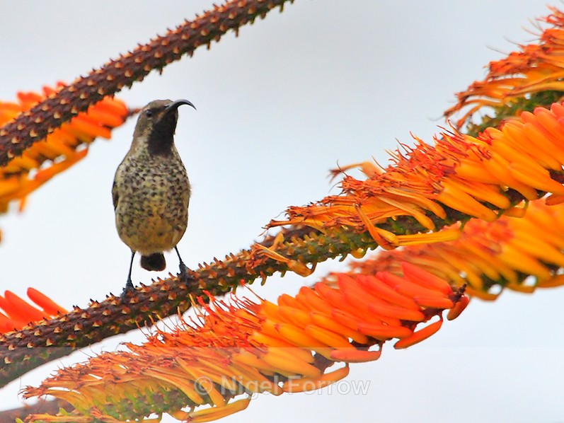 Amethyst Sunbird (juvenile) perched by some orange flowers - Amethyst Sunbird