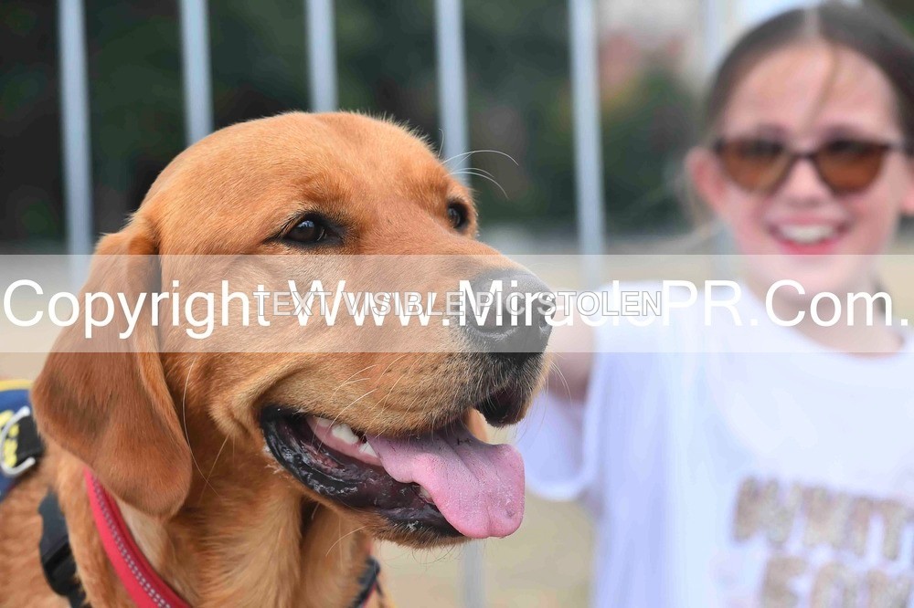 SH4_0124 - Dog show.