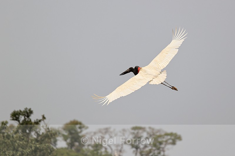 Jabiru in flight, wings spread - Pantanal, Brazil - Jabiru