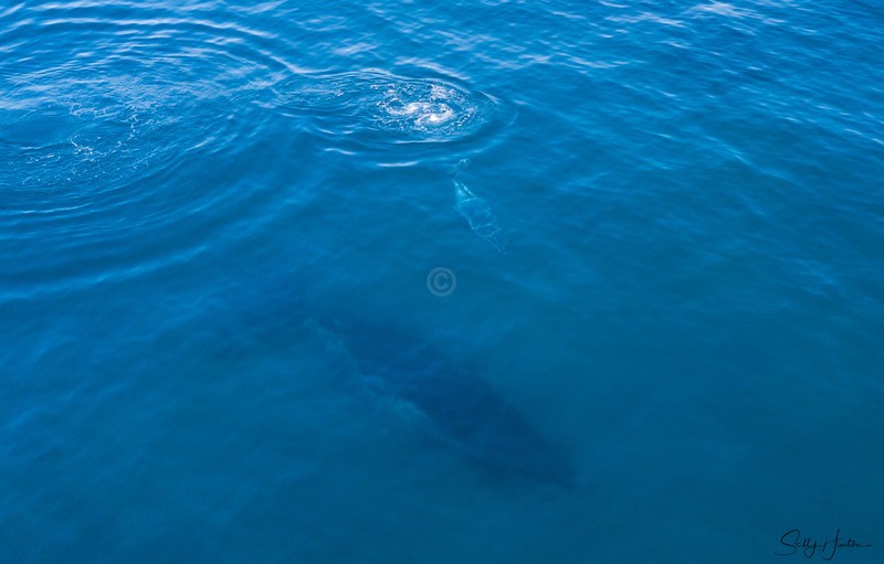 Humpback Baby 3