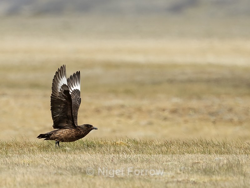 Great Skua taking off, Jokulsarlon, Iceland - Great Skua