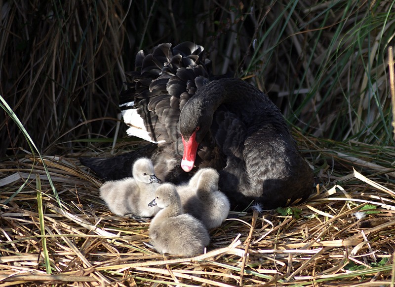 4 day old Black Swans at Dawlish - Dawlish and Black Swans