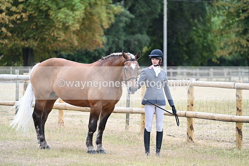 WJ7_8886 - Class 4a Prettiest Mare 14.2hh and over