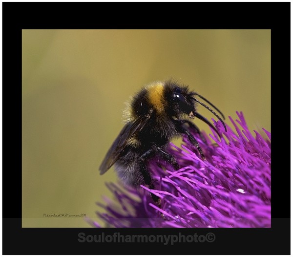 Male white Tailed Bumble Bee - Invertebrate's Macro