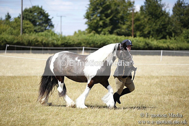 _C7A0035 - BVRC Sow 2018 Ring 2