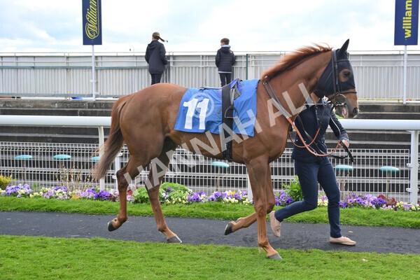 yr22052021r7-17 - Race 7 5.25pm Hudson Quarter York Palace Capital Stakes - Gentleman Amateur Riders Race