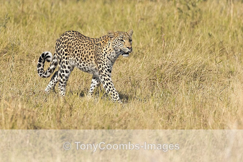 Leopard - Botswana ~ The Mammals