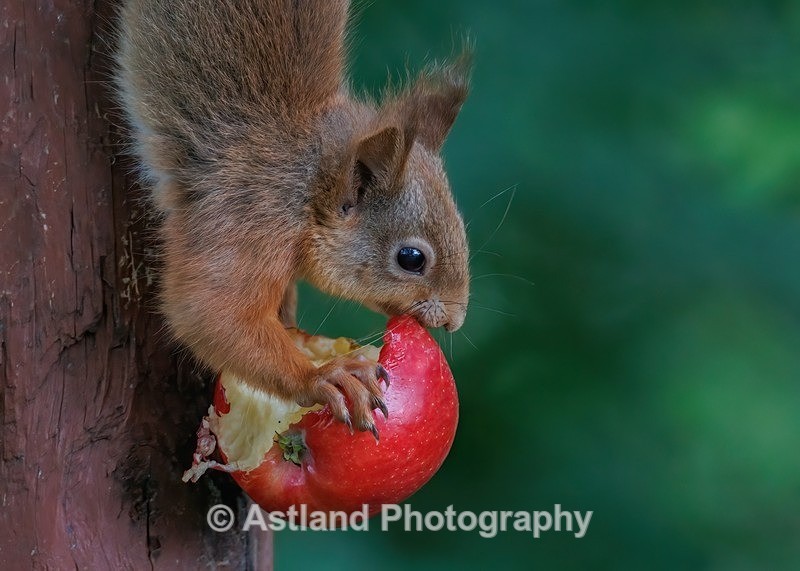 Astland Photography, Bird and Wildlife Images, Susan and Peter Wilson, U.K.