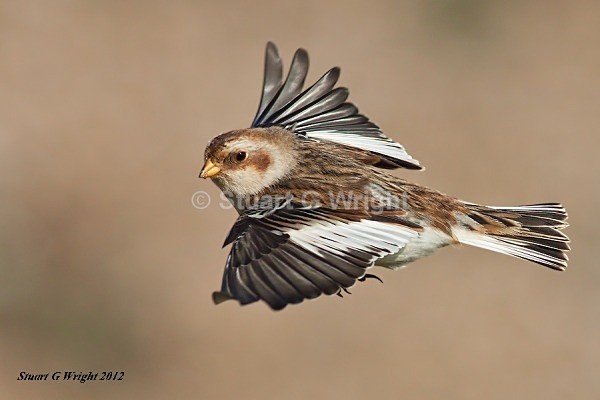341 - All other Birds