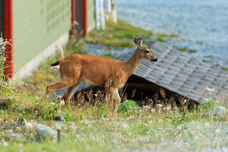 Black-tailed Deer, Hyde Creek, Vancouver Island, Canada - Deer