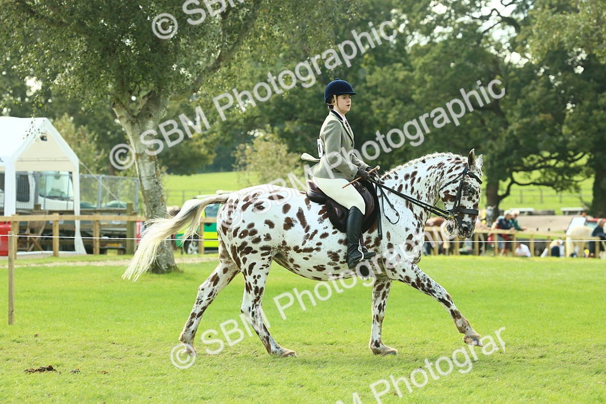 SBM_62413 - S62 - Foreign Breeds Ridden