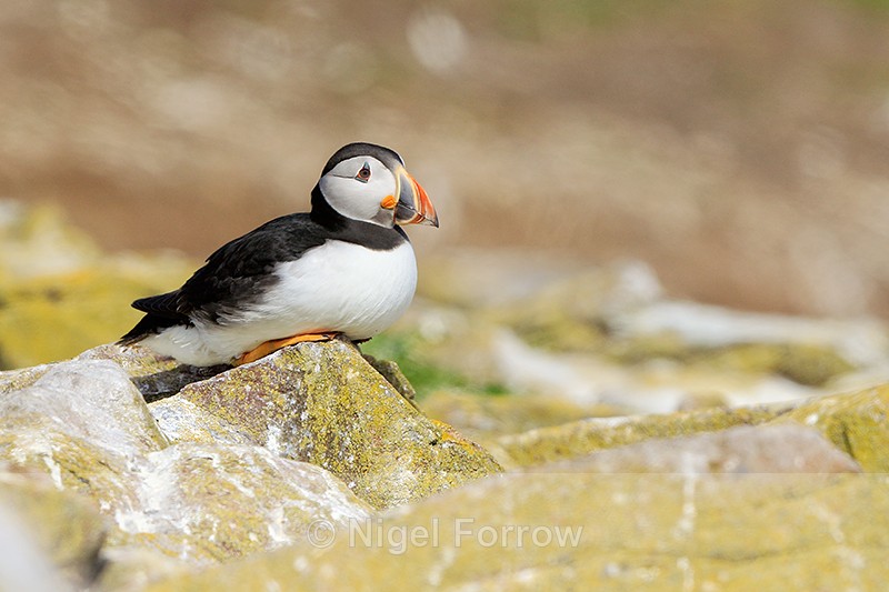 Atlantic Puffin sitting on rock, Farne Islands - Puffin