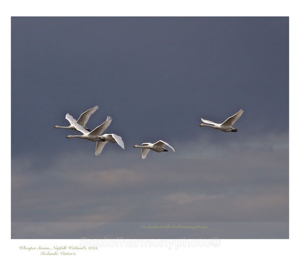 Whooper  Swans - Wildlife Wildlife