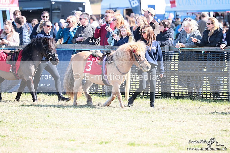 Shet 060426 5 - Shetland Pony Racing Paxford Races Easter Mon 06/04/26