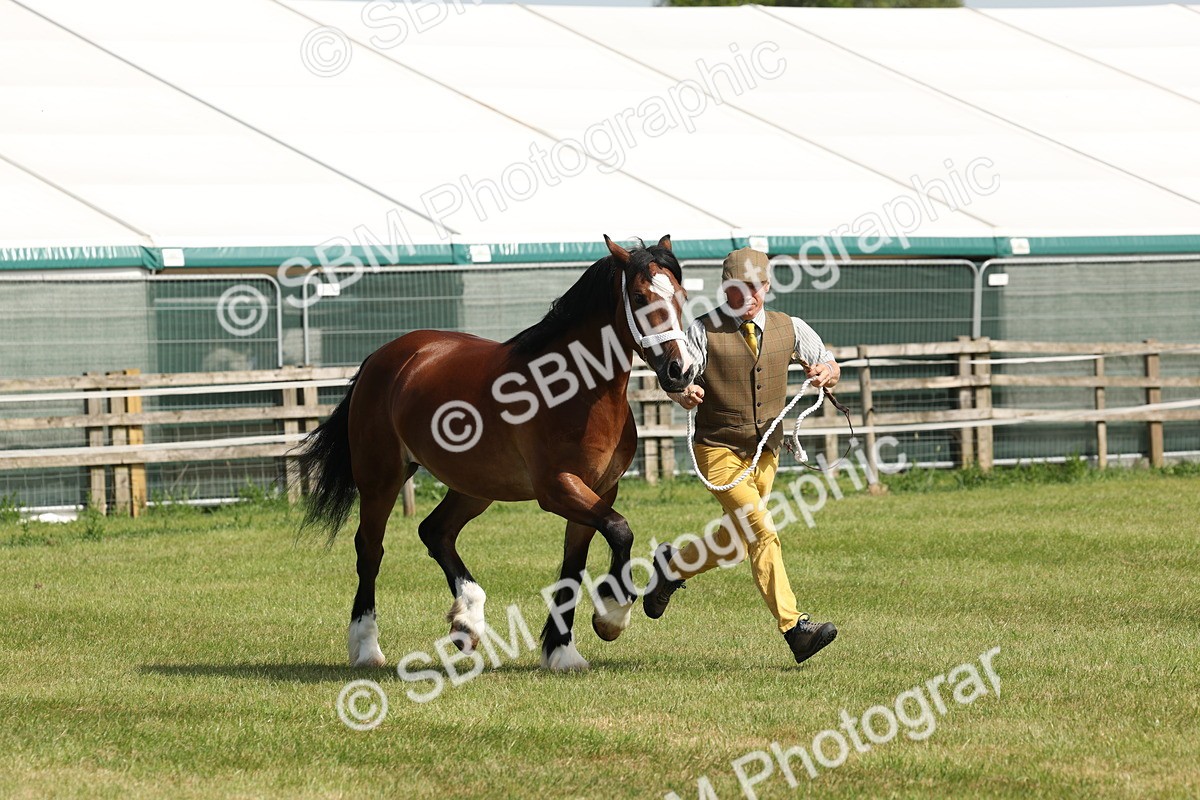 SBM_02241 - Class 6-13 - Mountatin and Moorland In Hand Welsh Breeds