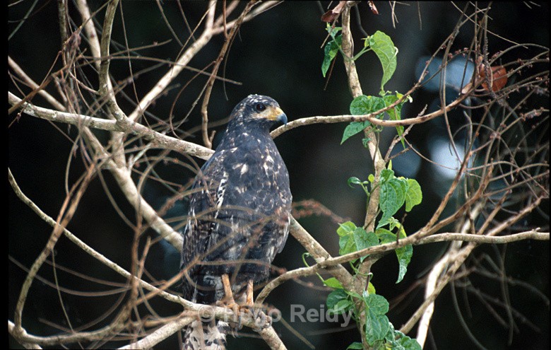  - Birds in the Wild