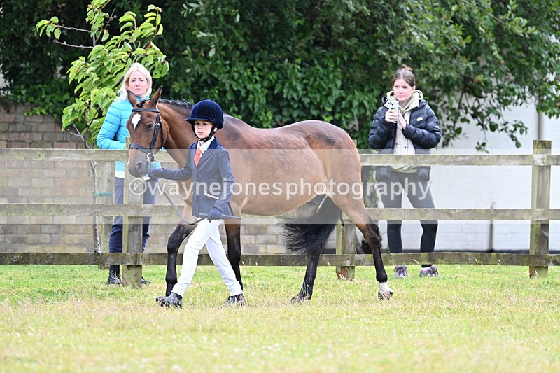 WJ7_6529 - Class 5 Handsome Gelding in hand