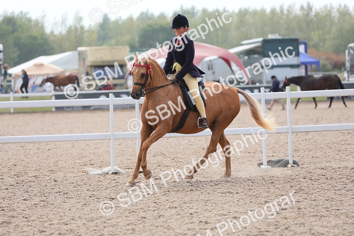SBM_15619 - Class 311 Ridden Show Pony/ Show Hunter Pony