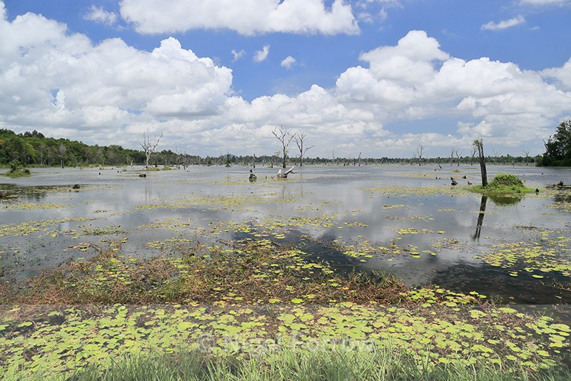 Lake around Neak Pean temple, Cambodia - Cambodia