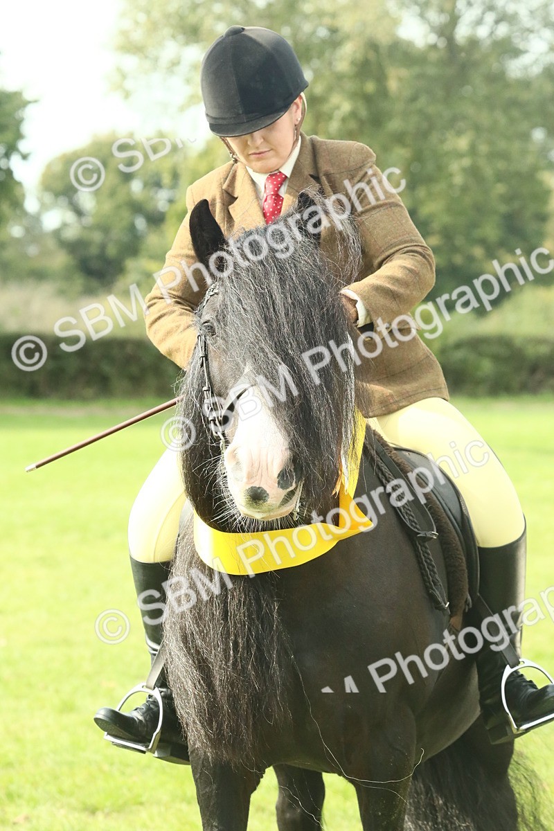 SBM_66748 - S34 - Rehabilitated Rescue Horse & Pony In Hand & Ridden