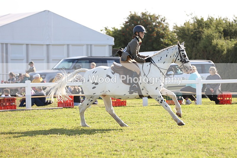 JPP_3178 - Class 21: Working Hunter 80cm