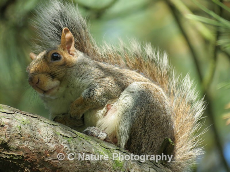 Grey Squirrel - Animals