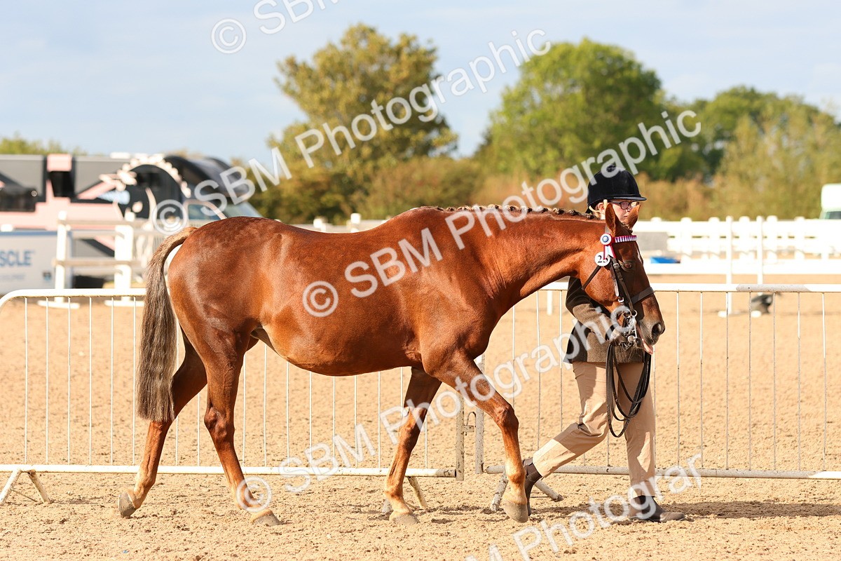 SBM_18342 - Class 318 - IH Part Bred Horse Pony