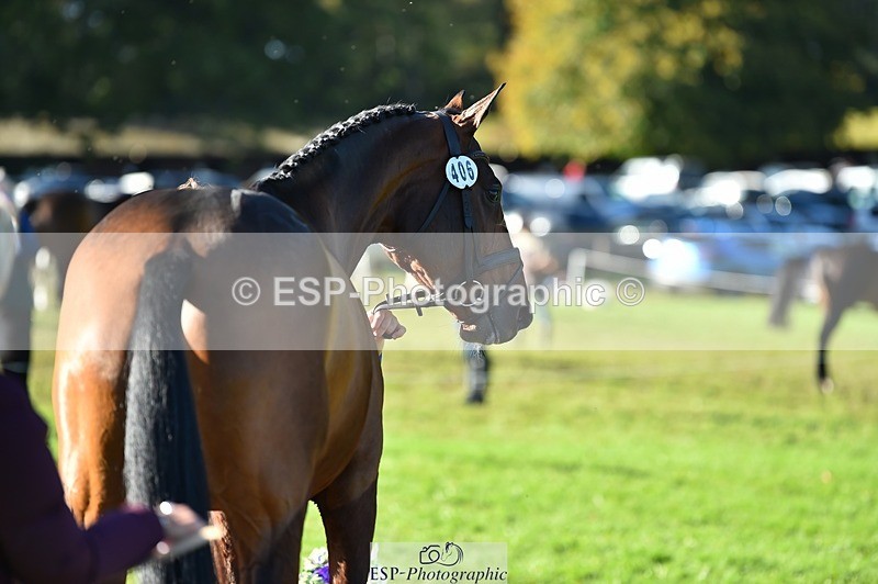 231022-105602-23596 - 406-BALLYCREEN.MILADY-Georgina.Brown-TrotUp+SJ