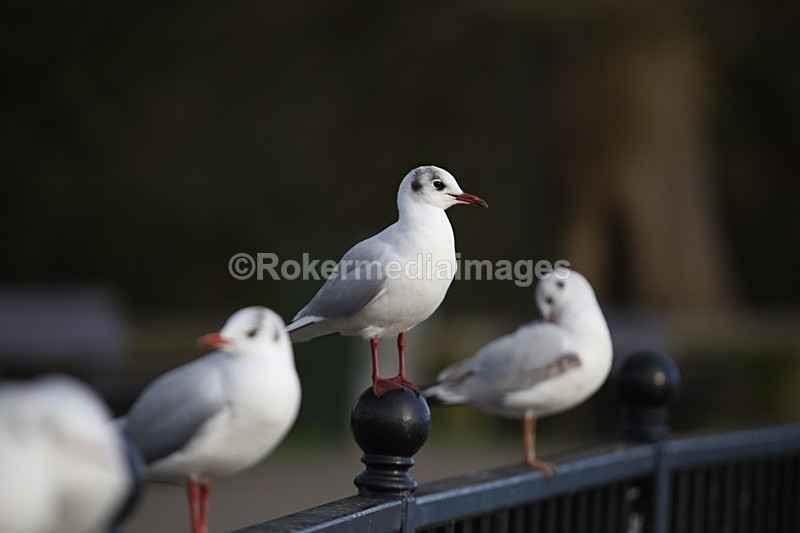  - Wildlife