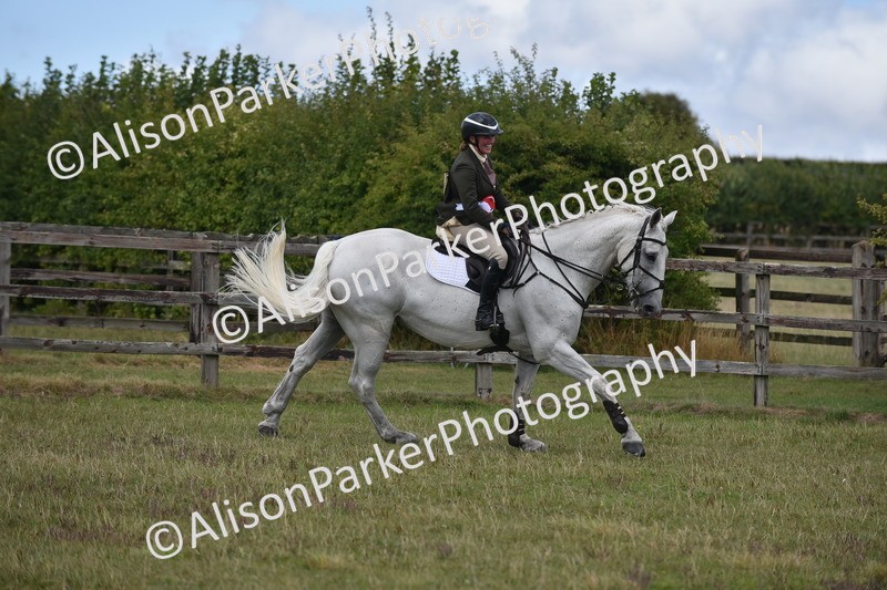 20250831-4147 - Class 13 - Working Hunter Horse or Pony