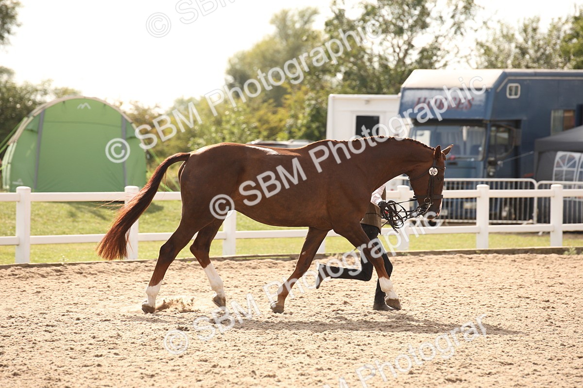SBM_08181 - Class 27 - IH Competition Horse-Pony