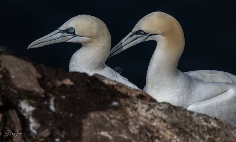 A Pair of Northern Gannets 1