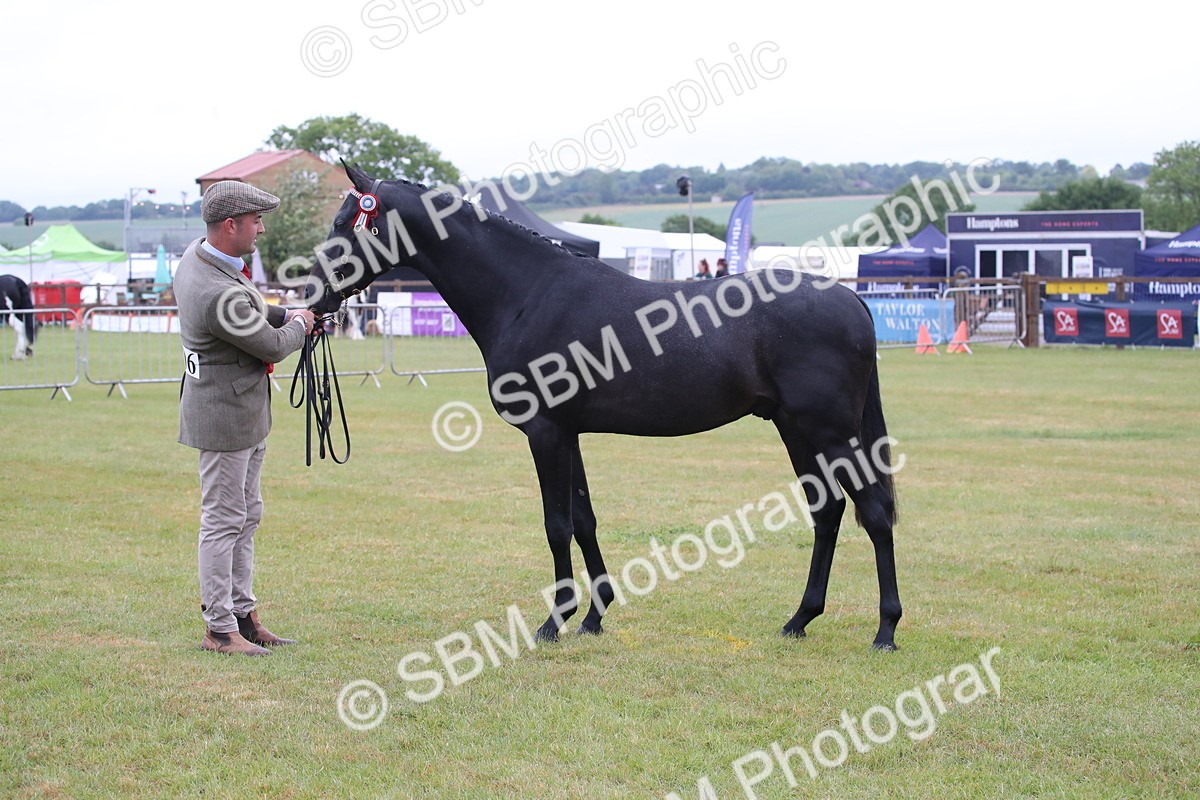 SBM_00085 - Class 17-20 - Arab & Part Bred - Anglo Arab In Hand