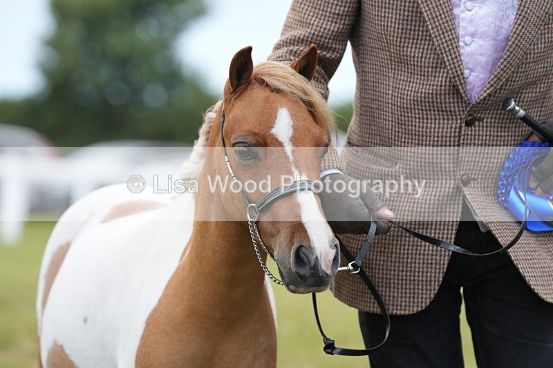 DSC06628 - Class 57: Miniature Horse 4yrs & over