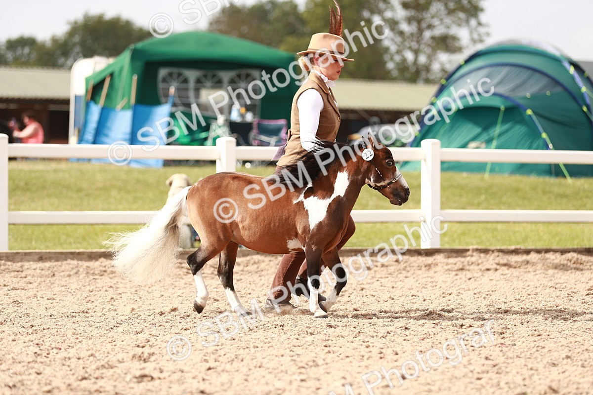 SBM_11804 - Class 206 IH Non Show Type Pony