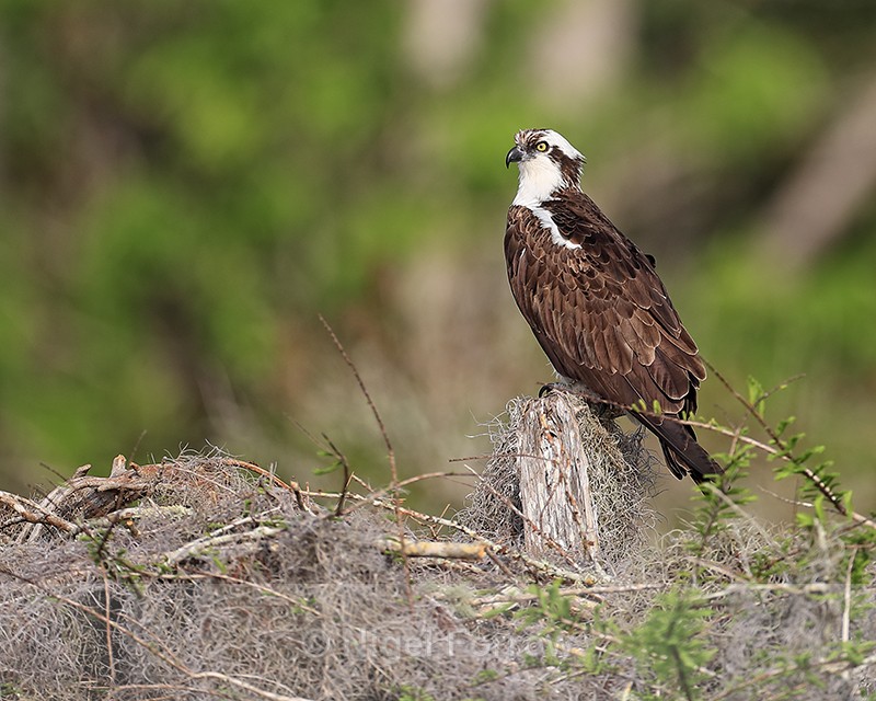Osprey perched in sunshine, Blue Cypress Lake, Florida - Osprey